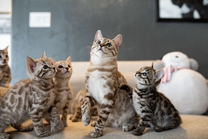 TICA Bengal-Kätzchen!!! WhatsApp: 01784247709  