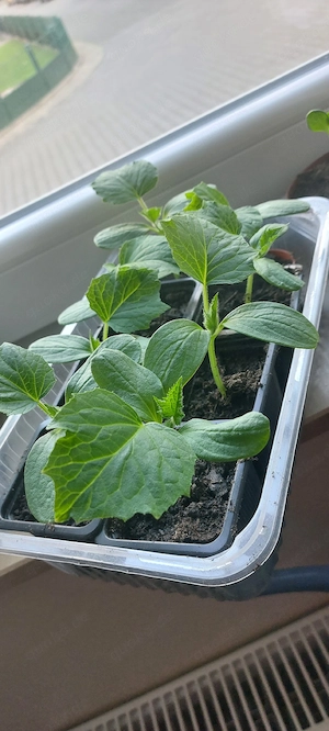 Hokkaido Kürbis Bio Versand möglich  Bild 2