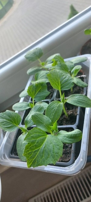 Hokkaido Kürbis Bio Versand möglich 