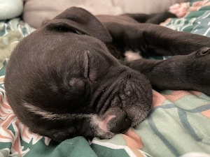 zuckersüße kleine Maus 