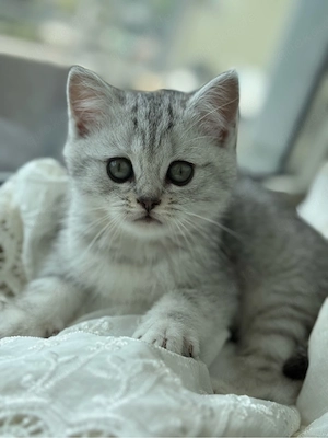 British Kurzhaar Silver Tabby Mädchen sucht noch ein Liebevolles zuhause ab 10. Mai 2026