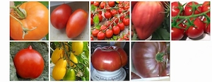 Tomatenpflanzen Bio Versand möglich 
