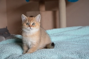 Süße BKH Golden Shaded Babykatzen - entwurmt und geimpft 