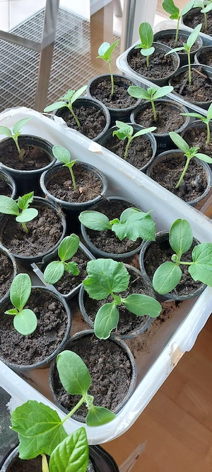 Gurkenpflanzen Bio Sorte Diamant zuverkaufen 