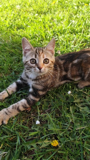Bengal Mix 