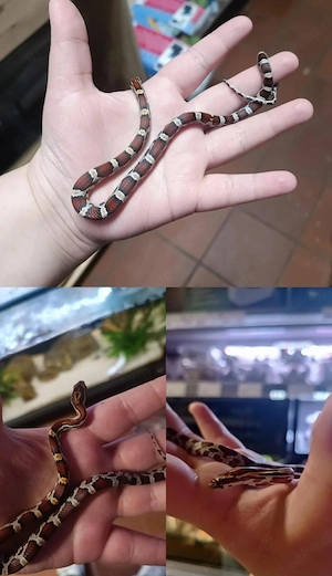 Kornnatter NZ Miami Phase Okeetee