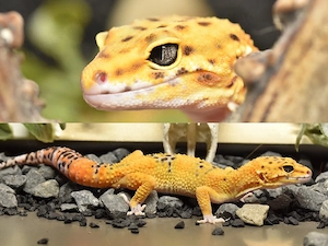 1.0 Emerine Blood Eclipse pos TA Leopardgecko 