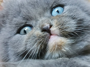 Wir haben wunderschöne BKH BLH Babys demnächst in liebevolle Hände abzugeben 