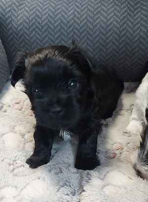 Biewer Yorkshire terrier  welpen 