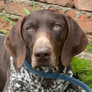 Venari, geb. ca. 04 2024, lebt in GRIECHENLAND, auf einer privaten Pflegestelle