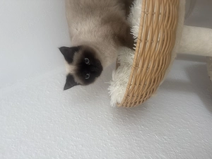  Siam Kätzchen sucht liebevolles Zuhause 