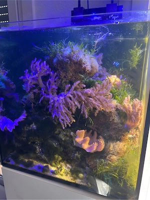 Meerwasser Aquarium komplett  Bild 3