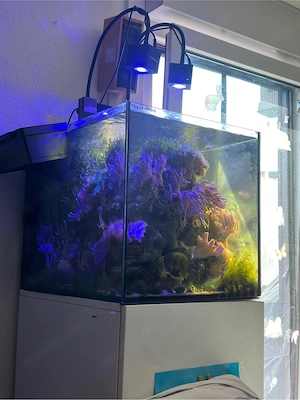 Meerwasser Aquarium komplett  Bild 2