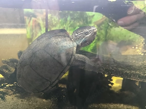 Moschusschildkröte mit Aquarium Set