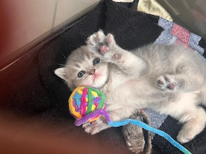 BKH Kitten Britische Kurzhaar Kitten