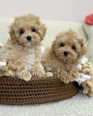 Süßer Maltipoo Toy Welpe