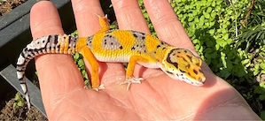 Leopardgecko (W)