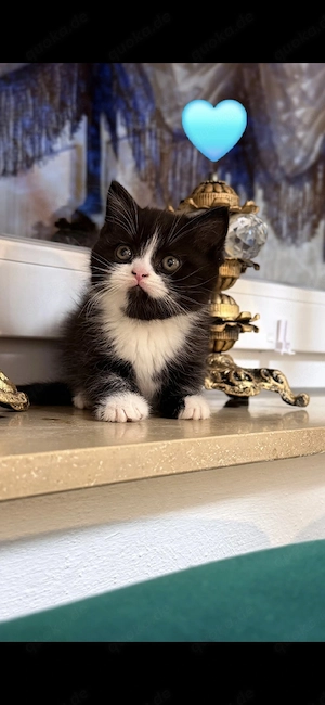 Kätzchen suchen ein warmes Zuhause