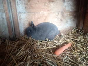 Farbenzwerg,Rammler, Zwerghase, Zwergkaninchen abzugeben!