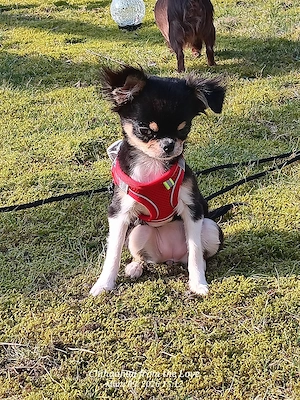 Reinrassige Chihuahua Hündin 