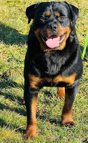 Verkaufe knapp 2 jährigen Rottweiller Rüden 