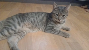 kater Musafa sucht neues zu hause 