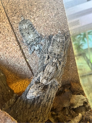 Saltuarius salebrosus 1.0 