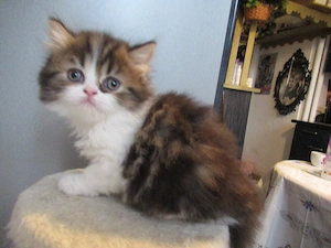 Knutschkugeln sucht eine neue Heimat