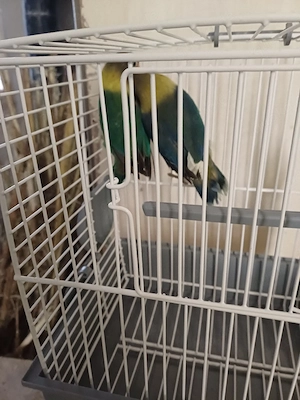Pfirschichköpfchen