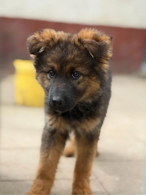 altdeutscher schäferhund in wolfsgrau