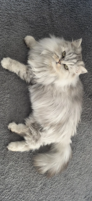 eine Sehr hübsche Katze 