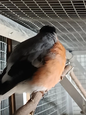 Dompfaffen Nordische 