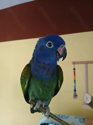 Schwarzohrpapagei Charly sucht neues Zuhause