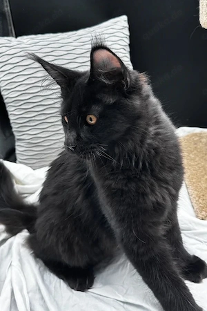 Majestätischer  Sanfter Riese  sucht ein Zuhause für immer   5 Monate altes Katerchen