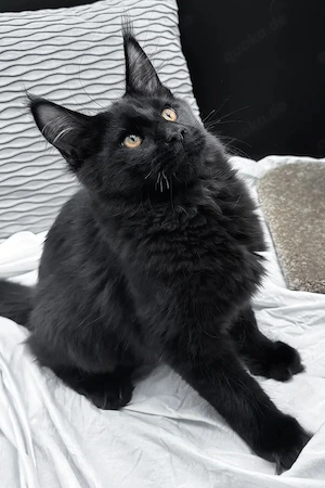 Majestätischer  Sanfter Riese  sucht ein Zuhause für immer   5 Monate altes Katerchen