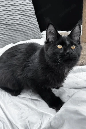 Majestätischer  Sanfter Riese  sucht ein Zuhause für immer   5 Monate altes Katerchen