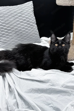 Majestätischer  Sanfter Riese  sucht ein Zuhause für immer   5 Monate altes Katerchen