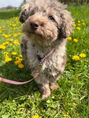    Aussiedoodle aussie Mini Pudel Hündin schoko Merle, Allergikerfreundlich & ideal als Therapiehund
