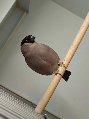 Dompfaffe Vögel 