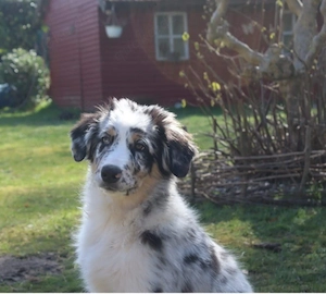 Australian Shepherd