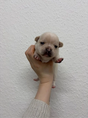 französische bulldoggen mix