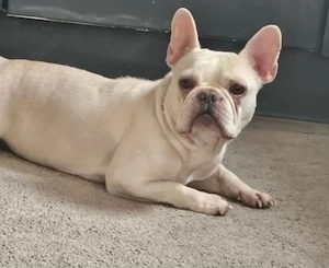 französische bulldoggen mix