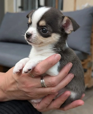 chihuahua welpen