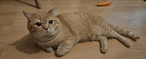 Britisch Kurzhaar Kater 4 Jahre alt