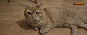 Britisch Kurzhaar Kater 4 Jahre alt