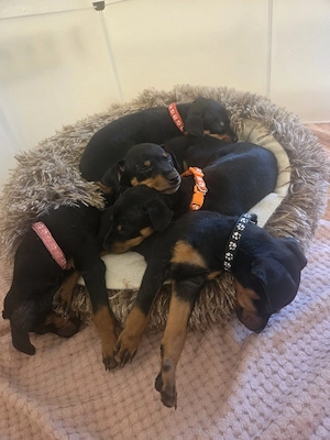 Zwergpinscher Welpen abgabebereit ab 23.04.26