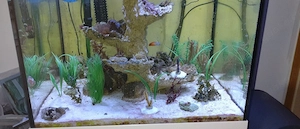 Hippocampus errektus 