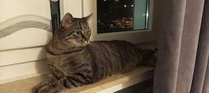 Ein intelligenter und verspielter Kater.