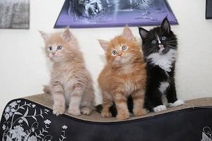 Wunderschöne Maine Coon Kitten Reinrassig Bestens Sozialisiert