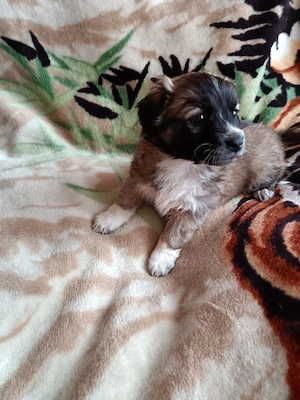 Welpen abzugeben Weibchen!!!